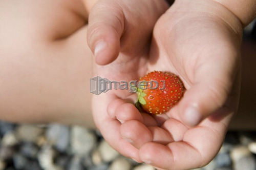 Child (female 2.5 years) holds ripe strawberry in hands, North Vancouver, BC