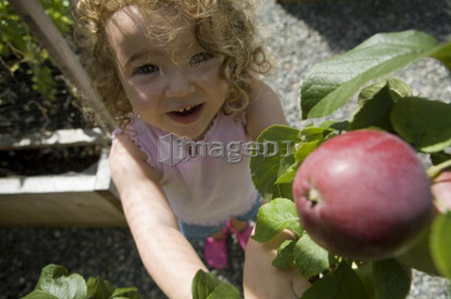 Child (female 2.5 years) reaches for apple from tree, North Vancouver, BC