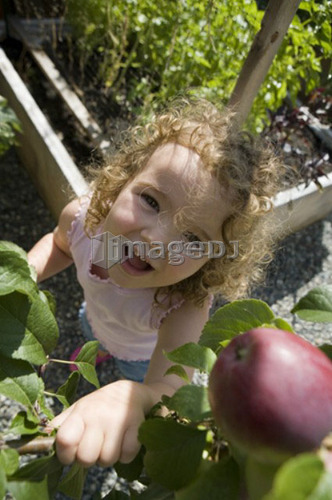 Child (female 2.5 years) reaches for apple from tree, North Vancouver, BC