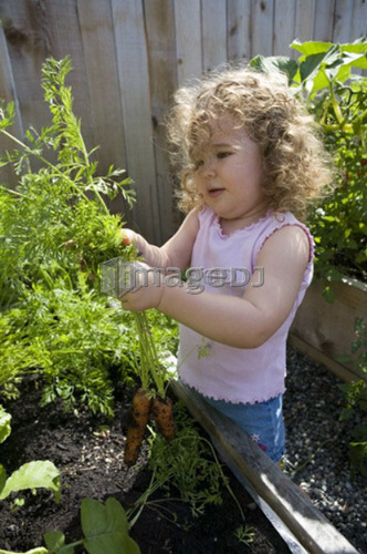 Child (female 2.5 years) pulling carrots from the garden, North Vancouver, BC