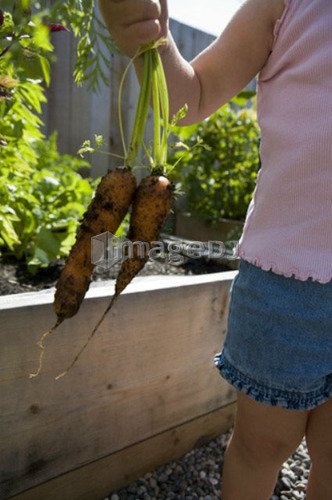 Child (female 2.5 years) pulling carrots from the garden, North Vancouver, BC