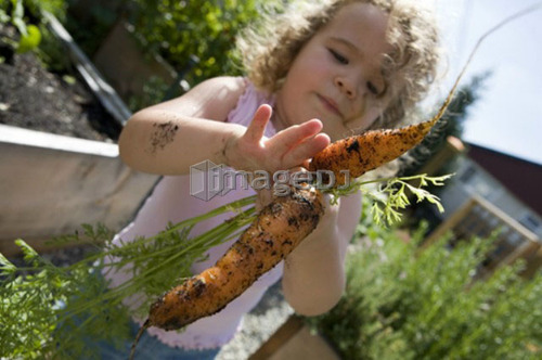 Child (female 2.5 years) pulling carrots from the garden, North Vancouver, BC