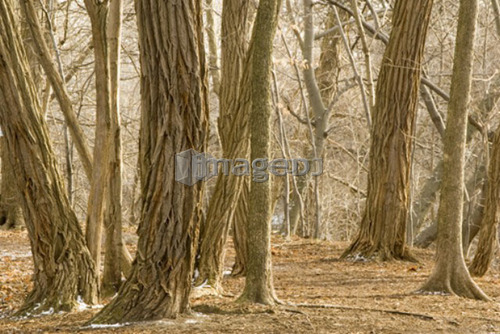 Trees in the ravine in park near Lawrence and Yonge, Toronto
