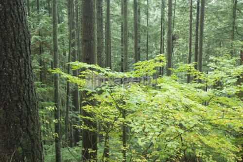 Rainforest in Lynn Canyon Park, North Vancouver, BC