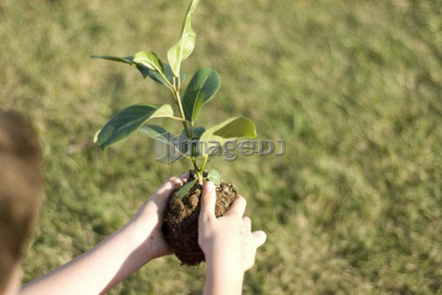 Hands hold plant, Winnipeg, Canada