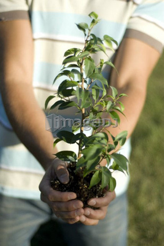 Hands holding small tree, Winnipeg, Canada