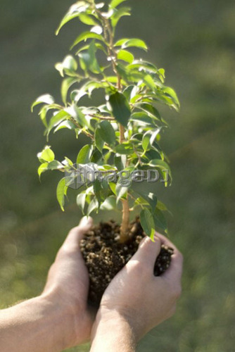 Hands holding small tree, Winnipeg, Canada