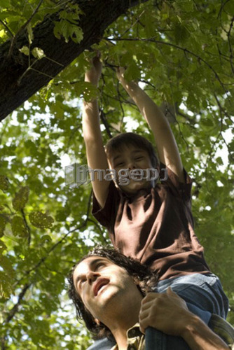 Young boy on shoulders of father grabs branches above, Assiniboine Park, Winnipeg, Canada