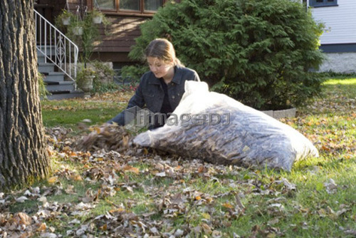 Teen girl placing autumn leaves in bag for recycling, Winnipeg, Canada