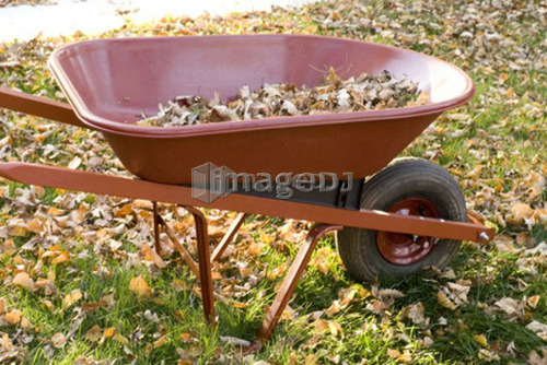 Leaves in a wheelbarrow, Winnipeg, Canada