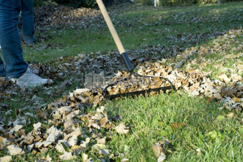 Raking autumn leaves, Winnipeg, Canada
