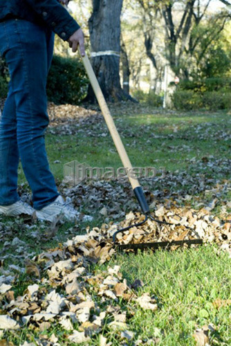 Girl raking autumn leaves, Winnipeg, Canada