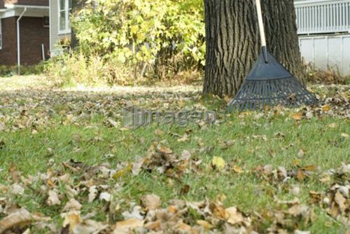 Rake leaning on tree, Winnipeg, Canada