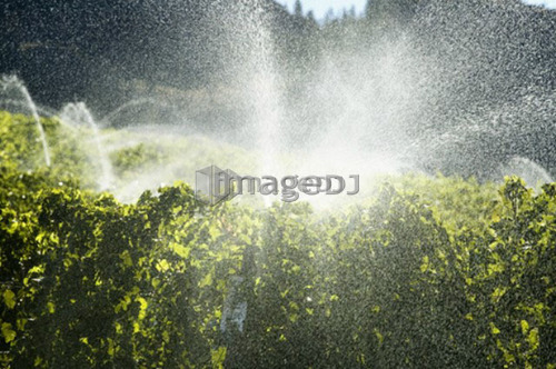 Irrigating a vineyard in the Okanagan, British Columbia, Canada