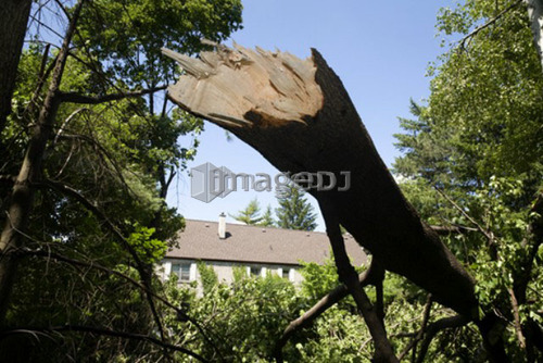 A tree broken during a wind storm, Toronto, Ontario, Canada