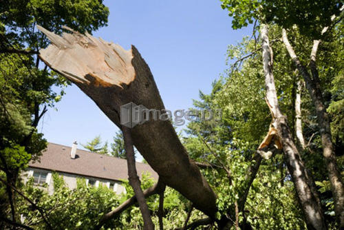 A tree broken during a wind storm, Toronto, Ontario, Canada