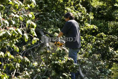 Cleaning up after a wind storm that broke many branches and felled trees, Toronto, Ontario, Canada