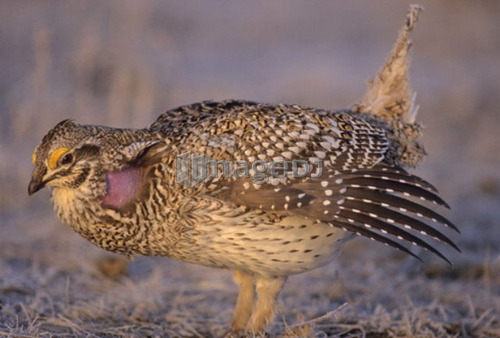 Sharp-tailed Grouse, Tympanuchus phasianellus,  Saskatchewan