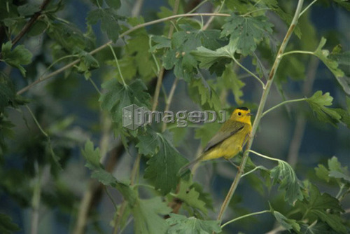 Wilson's Warbler, Wilsonia pusilla, Saskatchewan, Canada