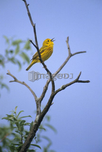 Yellow Warbler singing, Dendroica petechia, Saskatchewan, Canada