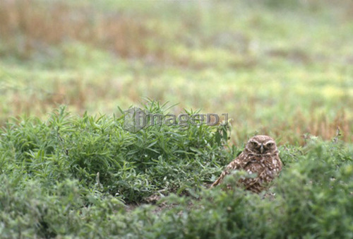 Burrowing Owl living in city, Athene cunicularia, Moose Jaw, Saskatchewan, Canada. The burrowing owl is endangered in Canada, th