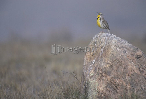 Western Meadowlark, Sturnella neglecta,  Grasslands National Park, Saskatchewan