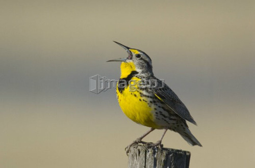 Western Meadowlark, Sturnella neglecta,  Saskatchewan