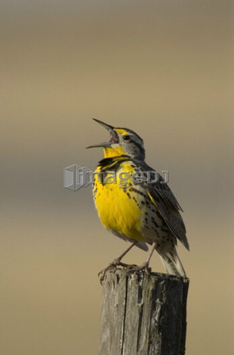 Western Meadowlark, Sturnella neglecta,  Saskatchewan