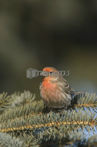 House Finch, Carpodacus mexicanus, Saskatchewan, Canada
