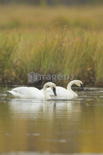 Trumpeter Swan,  Endangered species, Cygnus buccinator, Saskatchewan, Canada