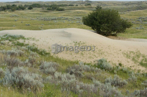 Tree growing at edge of open dunes, Great Sand Hills, Southwestern Saskatchewan, Canada