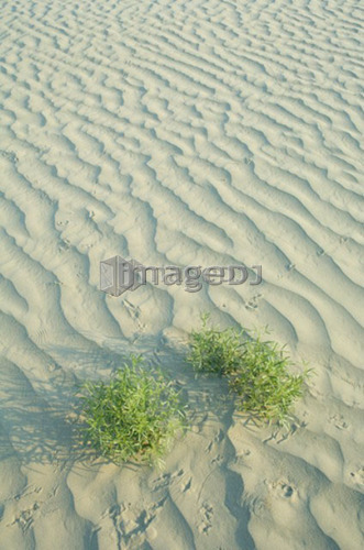 Ripples, kangaroo rat tracks and beetle tracks on active dune, Great Sand Hills, Southwestern Saskatchewan, Canada