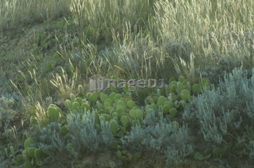 Abundant plant life including sage and prickly pear cactus, Great Sand Hills, Southwestern Saskatchewan, Canada