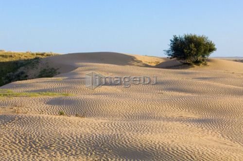 Tree surrounded by active dunes,  Great Sand Hills, Southwestern Saskatchewan, Canada