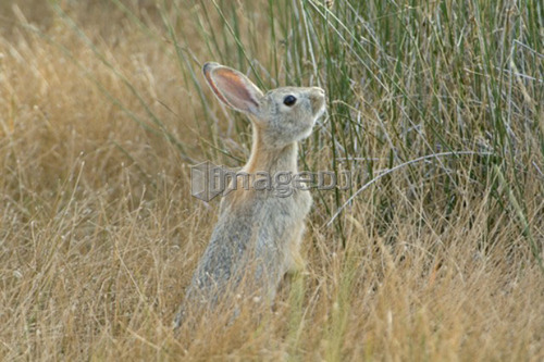 Nuttall's Cottontail, (Sylvilagus nuttallii), Saskatchewan, Canada