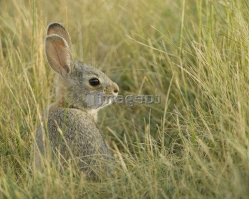 Nuttall's Cottontail, (Sylvilagus nuttallii), Saskatchewan, Canada