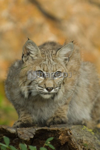Bobcat (Felis rufus)