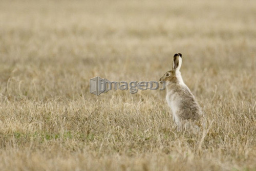 White-tailed Jackrabbit, Lepus townsendii, Saskatchewan, Canada