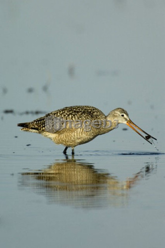 Marbled Godwit, Limosa fedoa,  Great Sand Hills, Saskatchewan, Canada