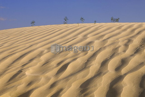 Skeletal trees overtaken by shifting dunes, Great Sand Hills, Southwestern Saskatchewan, Canada