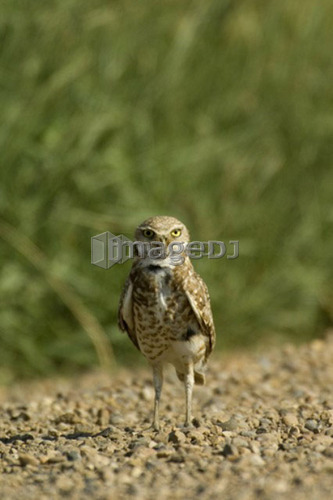Burrowing Owl at edge of gravel road, Athene cunicularia, near Great Sand Hills, southwestern Saskatchewan