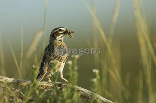 Lark Sparrow, Chondestes grammacus,  Great Sand Hills,  Saskatchewan