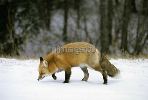 Red Fox hunting in winter, (Vulpes vulpes), Prince Albert National Park, Saskatchewan, Canada 