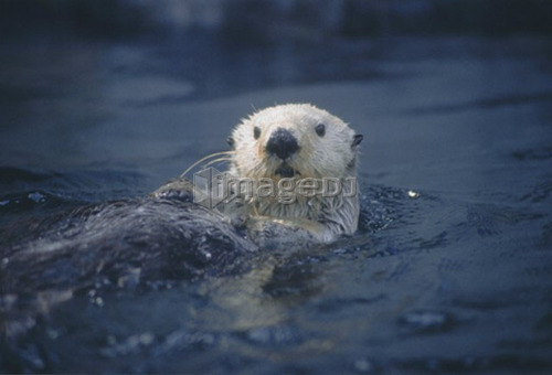 Sea otter, Enhydra lutris,  Saskatchewan