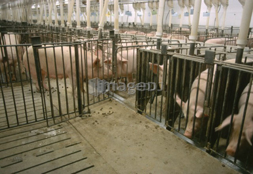 Pigs, CPIG Hog Operation, Cudworth, Saskatchewan