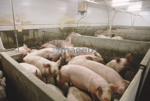 Pigs, CPIG Hog Operation, Cudworth, Saskatchewan