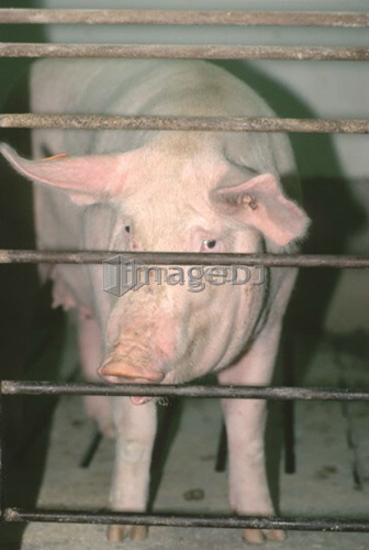 Pig, CPIG Hog Operation, Cudworth, Saskatchewan