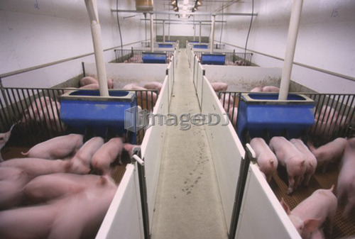 Pigs, CPIG Hog Operation, Cudworth, Saskatchewan