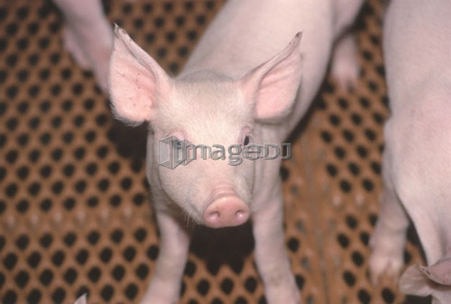 Young pig, CPIG Hog Operation, Cudworth, Saskatchewan