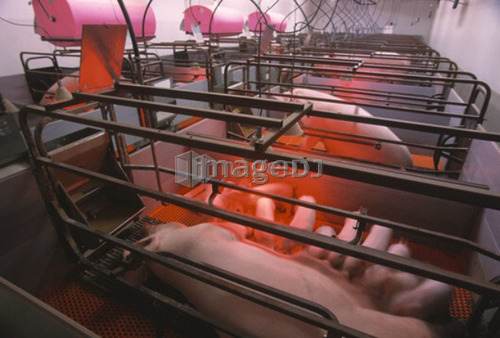 Farrowing area, sow and piglets, CPIG Hog Operation, Cudworth, Saskatchewan